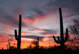 Sonoran Desert sunset with iconic Saguaro columnar cacti, Carnegiea gigantea, in Saguaro National Park, Arizona AZ, USA